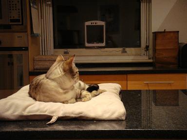PETPORTE cat flap fitted in glass in Chelsea, London, UK