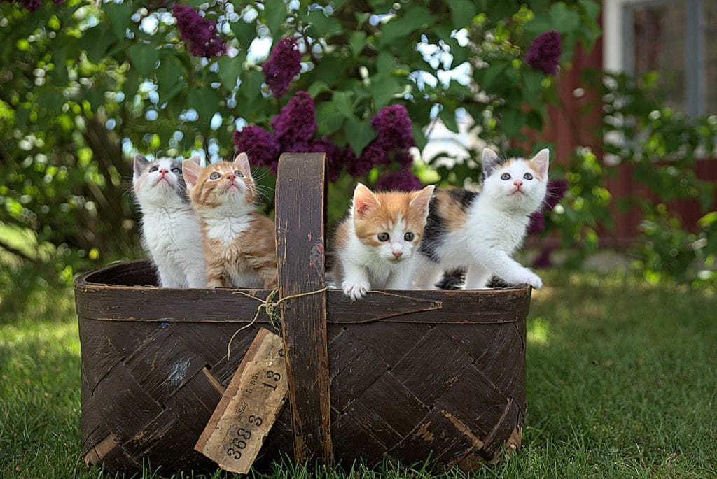 four cute kittens all different shades of tabby markings. exploring their new word in a orchard basket