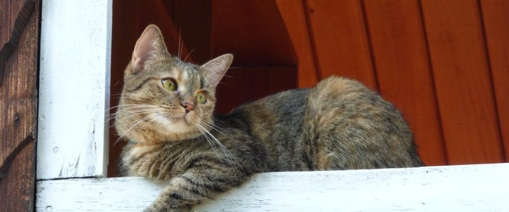 The image features a tabby cat with a mix of brown, black, and gray fur lounging on a white wooden surface. The cat is alert, gazing off to the side with wide eyes and perked ears, suggesting curiosity or attentiveness. Behind the cat is a backdrop of warm reddish-brown wooden paneling, likely part of a building or shed. Natural lighting highlights the texture of the cat’s fur, creating a peaceful and visually appealing scene.