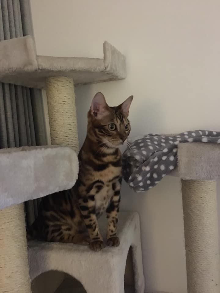 Alert Bengal cat, sitting relaxed on its beige and grey play-and-sleep area.