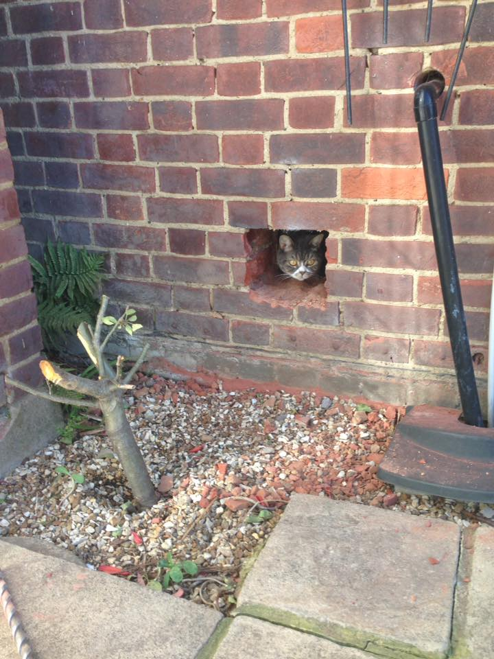 cat pocking head out of a hole in a brick wall