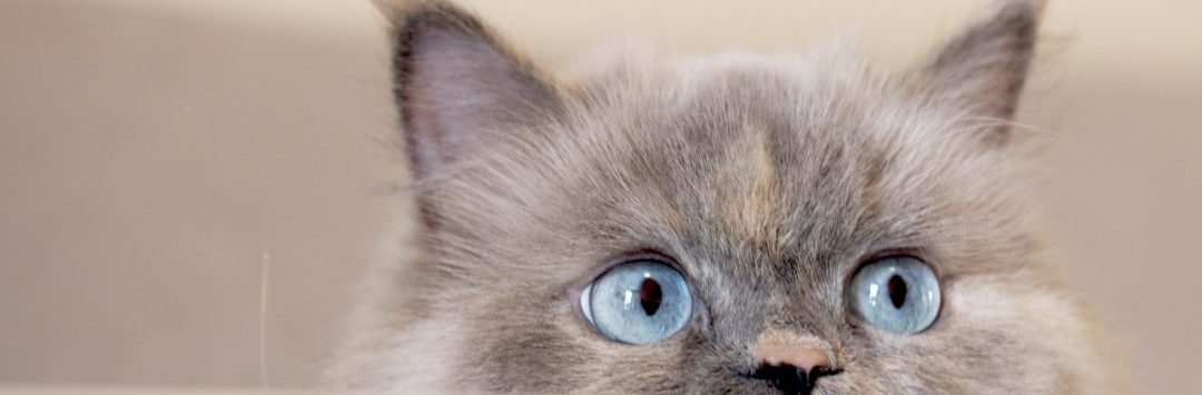 Blue eyes cat